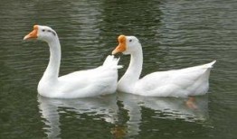 平荣大鹅最新爆料,行业内幕大曝光！